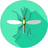 mosquito_
